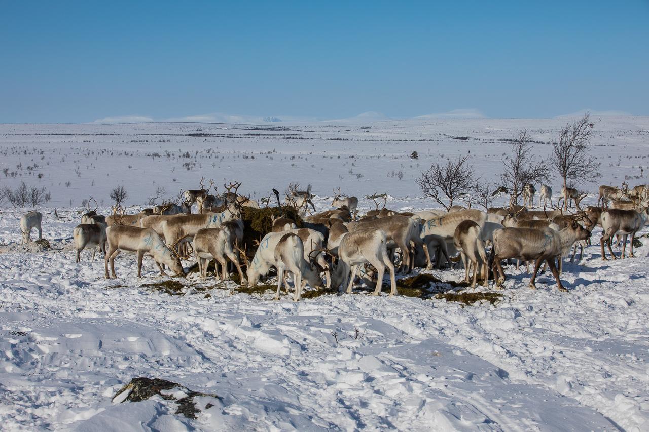 Osman Kelohovi * Utsjoki